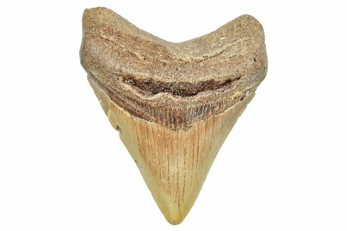 Fossil Megalodon Tooth - North Carolina #245745